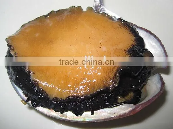 fresh live abalone for sale