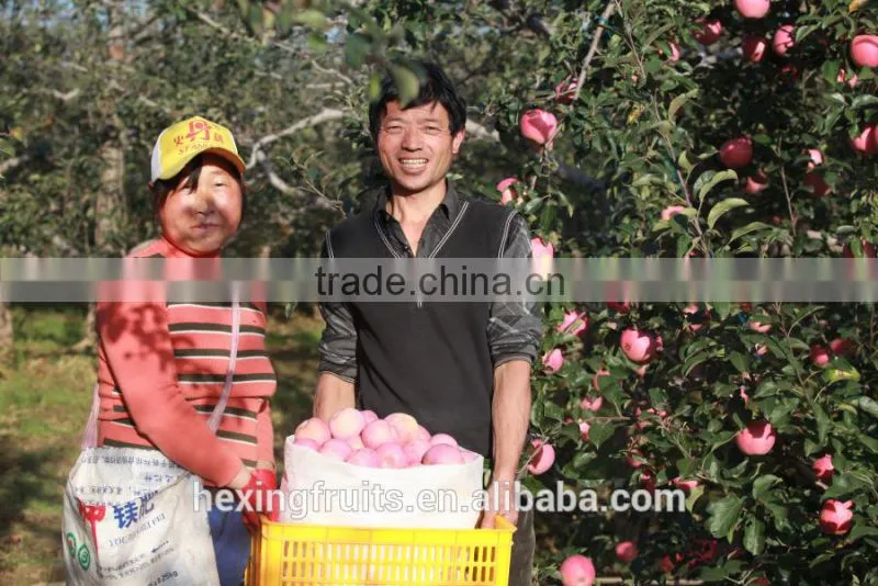 Matured apple fruits Variety and fresh fruits Type mature whole fuji apples