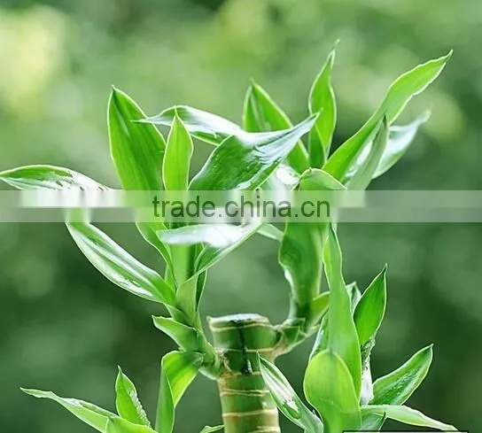 lucky bamboo