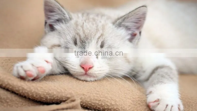 Eco-Friendly and Safe Pet Cleaning & Grooming Type Bentonite Cat Litter From Factory Price