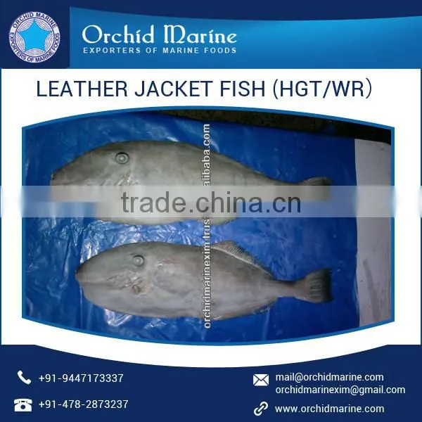 Enhanced Quality High Protein Frozen Leather Jacket Fish