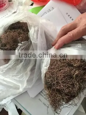 Euchema Spinosum With High Quality