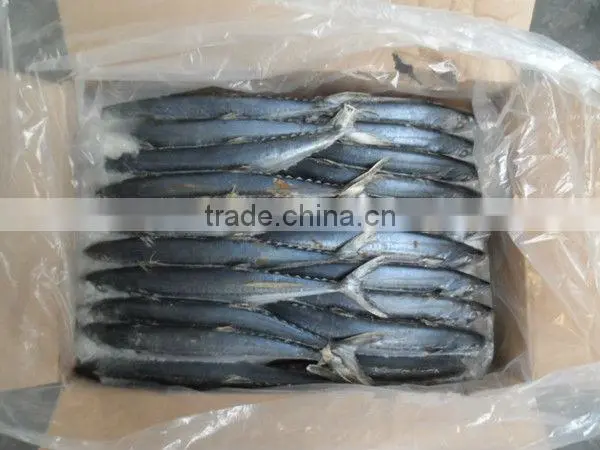 excellent whole mackerel 200g-4kg