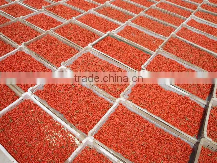 ningxia fresh red goji