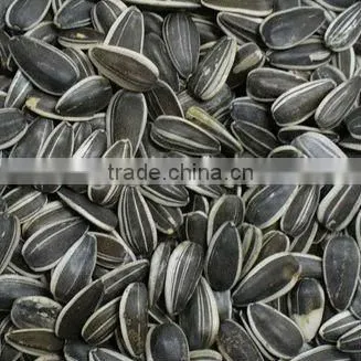 Sunflower Seeds 5135