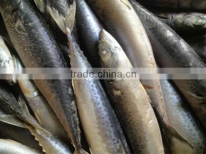 New fishing 200-300g WR frozen mackerel for market