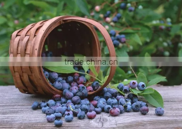 BNP Supply Best acai berry extract Capsule acai capsules