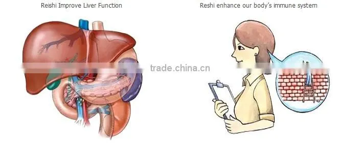 100%natural Reishi Mushroom Extract