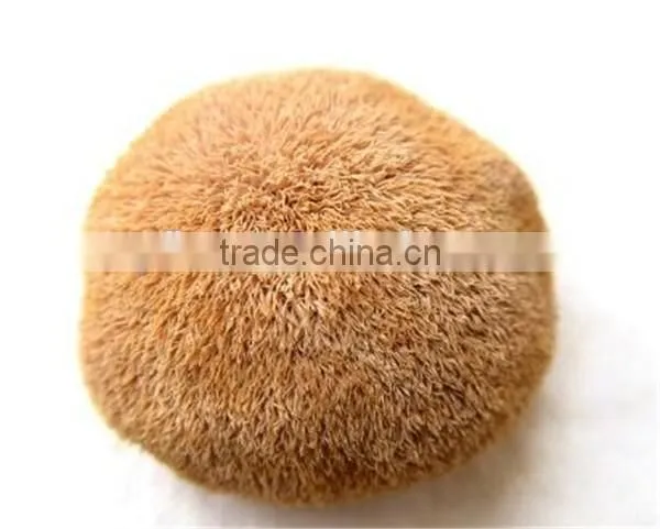 Dried Hericium Erinaceus Mushroom, Monkey Head Mushroom