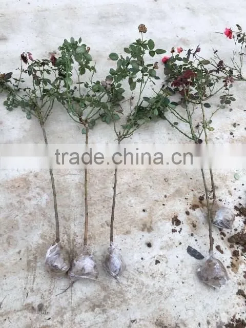 Easy survival rose seedling