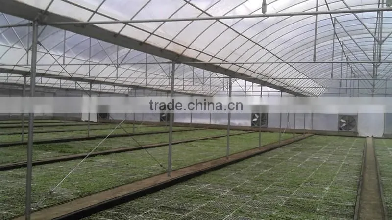 Hot-Dip Galvanized Steel Pipe Frame And 150mm PE Film Covered Multi-Span Greenhouse For Vegetables