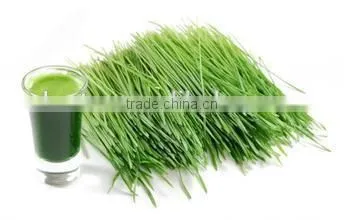 popular product Hand slow vegetable juicer,Blender machine,Wheat grass juicer