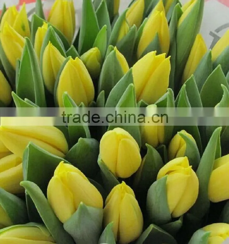 Fashion hot sale yellow tulip fresh cut flowers