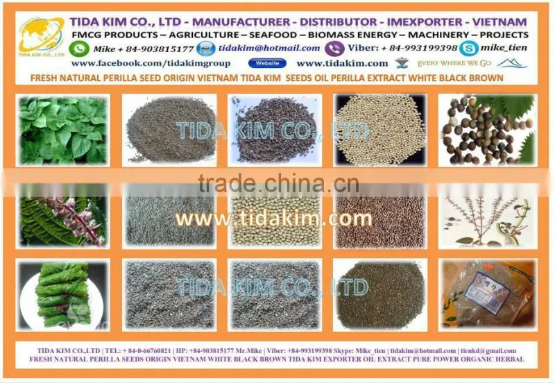 CAULERPA LENTILLIFERA FRESH SEAGRAPES - SEAWEED VIETNAM GREEN CAVIAR OKINAWA DEHYDRATED JAPAN TIDA KIM OEM PRODUCTION SEAFOOD