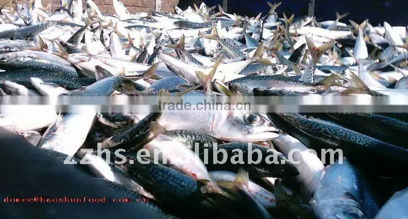 Mackerel canned fish