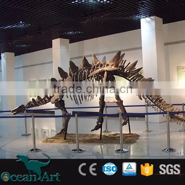 BY-DY-041508 Natural Science Dinosaur Skeleton Model For Museum