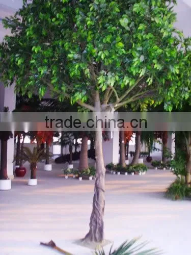 Christmas decoration ficus tree