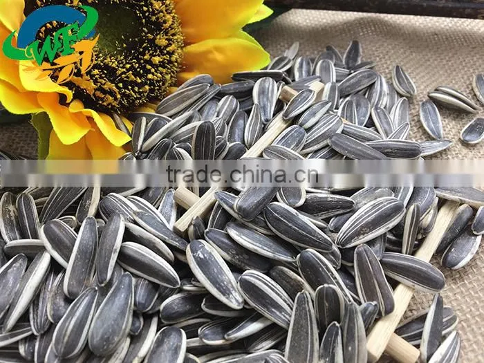 New Crop high quality Chinese Sunflower seed 5009/3638/0409/363 on promotion for europ