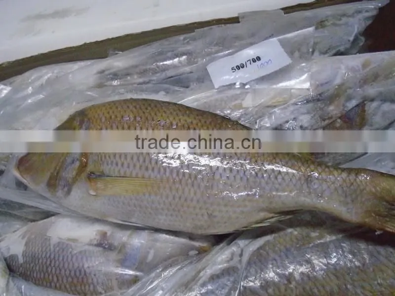 FROZEN EMPEROR FISH