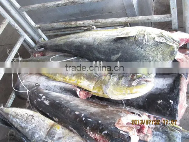 frozen mahi mahi fish 2-5kg