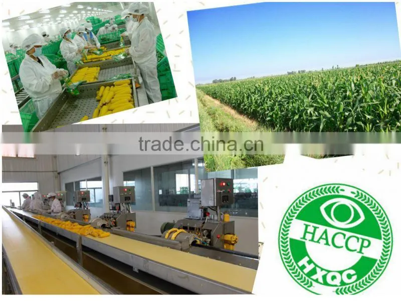 Sweet Corn in Vacuumed Pack