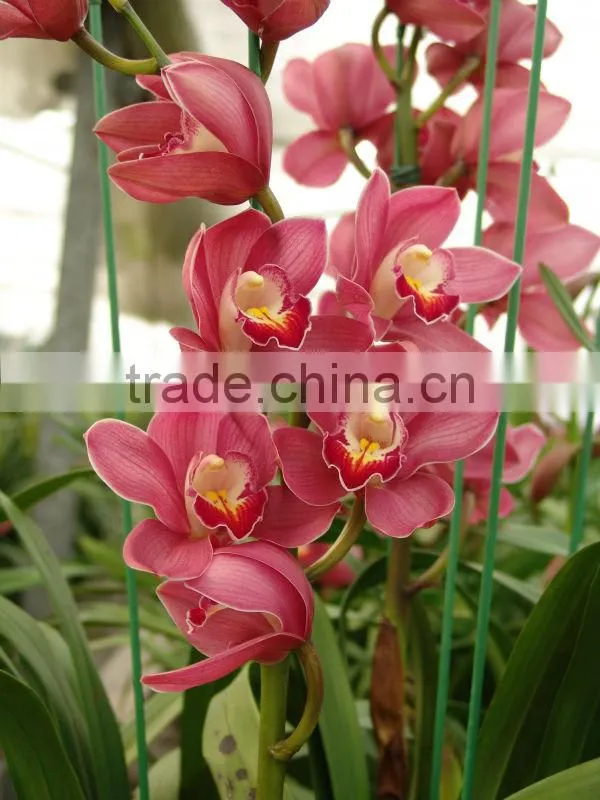 Cymbidium