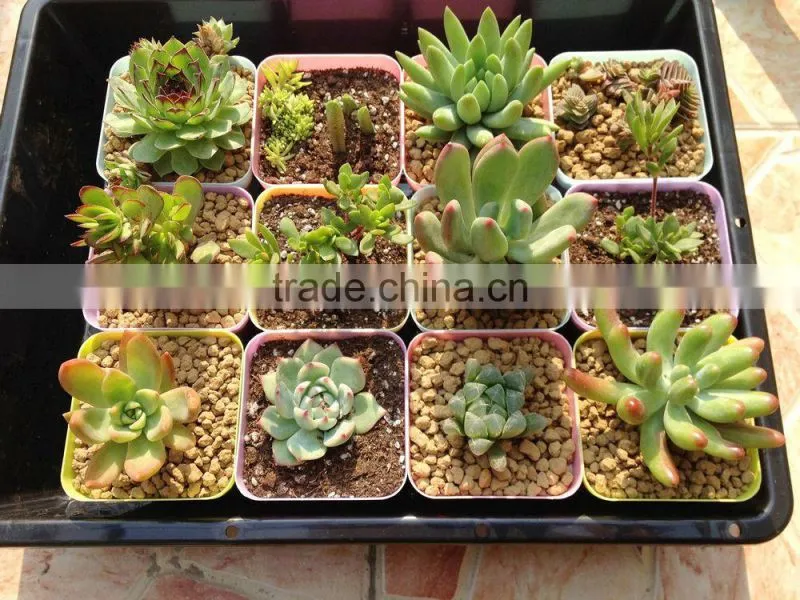 Cactus Soil/Gardening Soil/Trace Element Soil