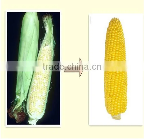 corn husker sheller/sweet corn peeling machine,High production efficiency corn husk peeling machine