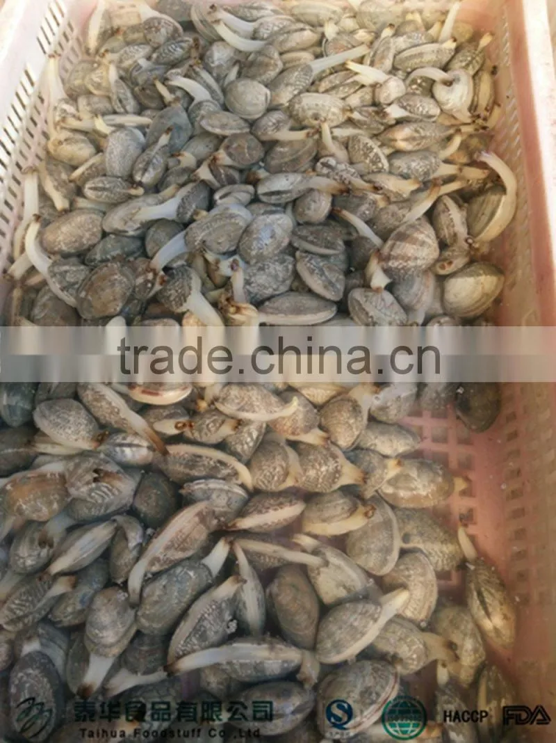 Good quality seafood frozen clam meat on sale