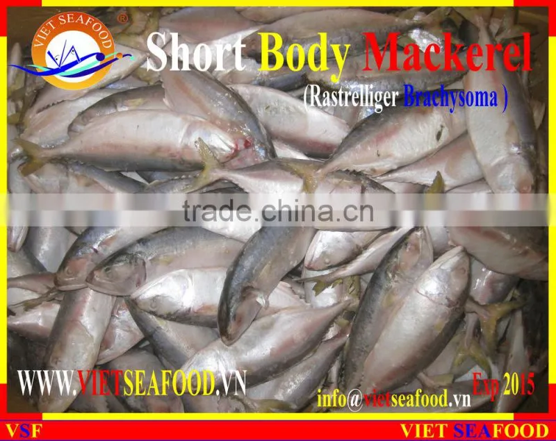 W/R FROZEN SHORT BODY MACKEREL