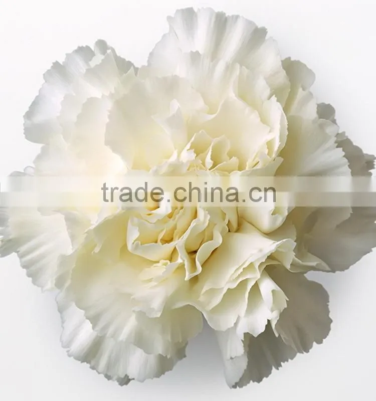 Best quality Snow White carnation flowers export