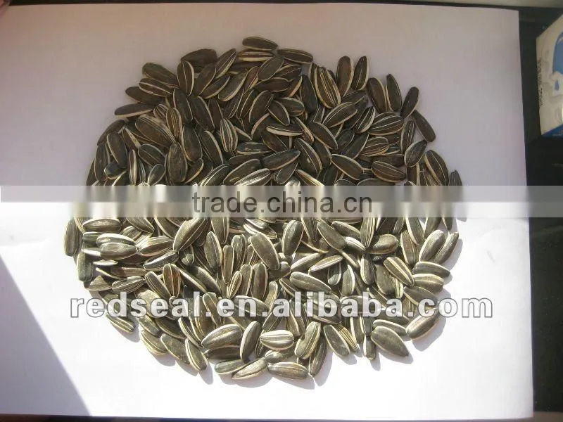 2014 White Sunflower seeds