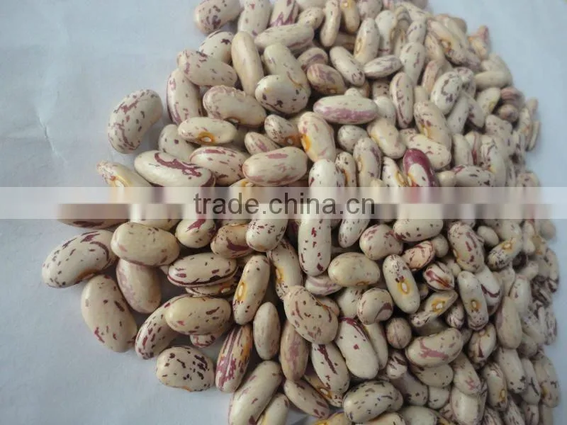 chinese long shape speckled kidney bean(2012 crop)