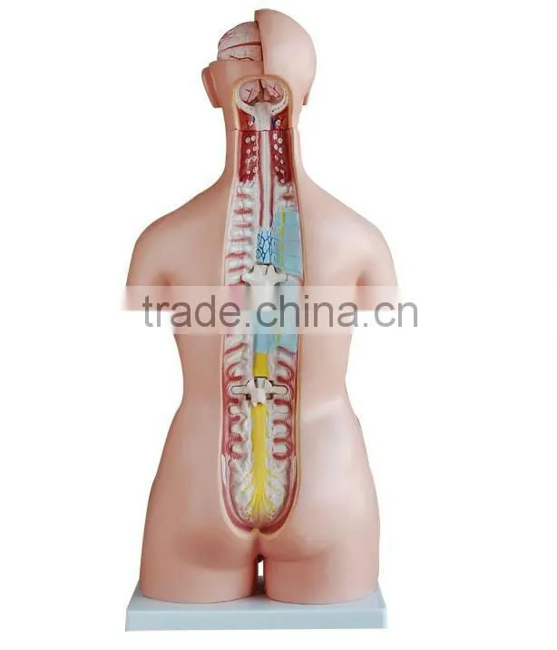 Biology Human whole body anatomical model (Human Anatomical Torso)