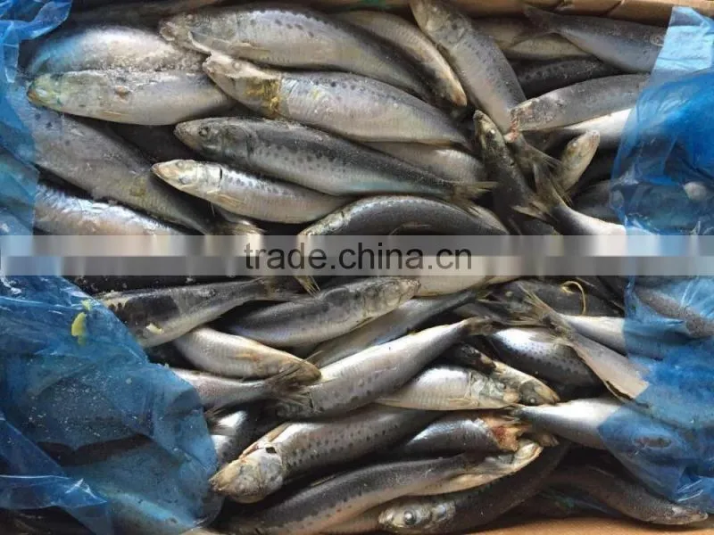 Frozen Whole Round Sardine 10-12pcs/kg for market