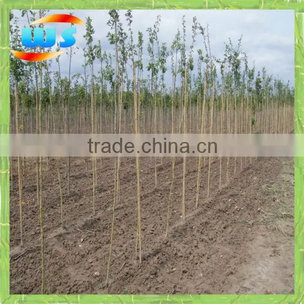 Bamboo cane for support plant growing
