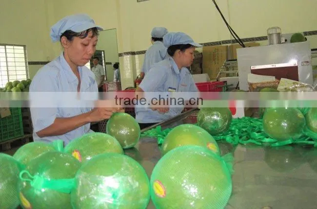 Vietnam Fresh Pomelo competitive price and High Quality
