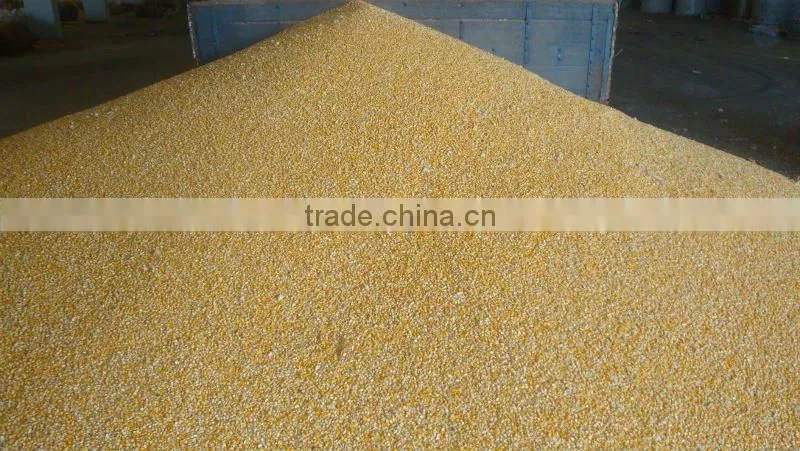 Indian Yellow Maize