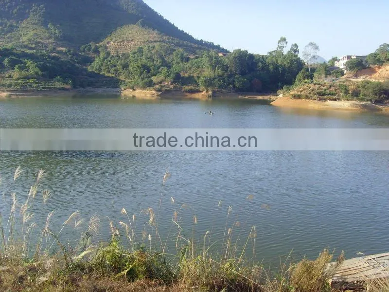 Low-price G/S Frozen Tilapia