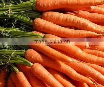 FRESH ORGANIC CARROTS WITH HIGH QUALITY