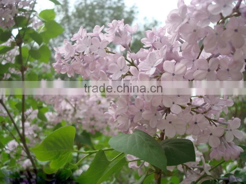 High Quality Lilac Syringa oblata Winter Daphne seeds