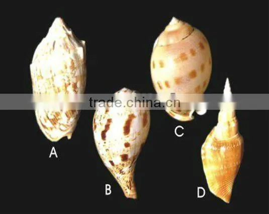 Nature aquarium decorative seashell