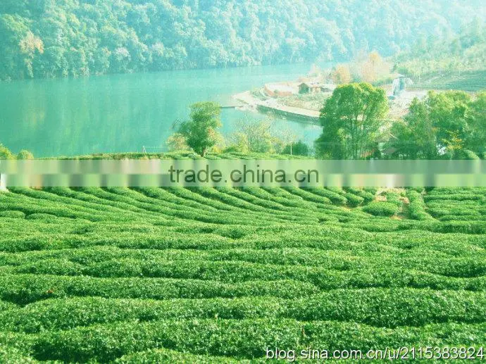Milk Fragrant Oolong Tea,Taiwan high mountains tea