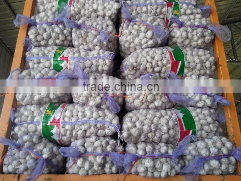 2016 hot sale fresh garlic to Mid- east market
