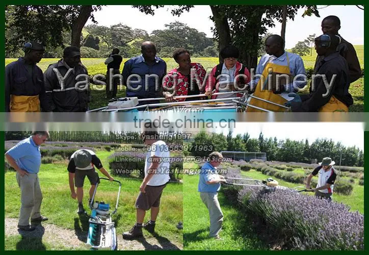 Hot Sale Tea Leaf Picker for Sale