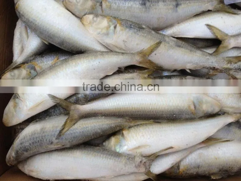 2016 Hot sale best quality newly caught w/r frozen sardine fish 8-10pcs/kg from China