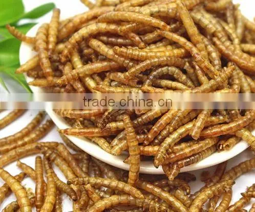 High nutrition dried mealworms fish food reptiles food