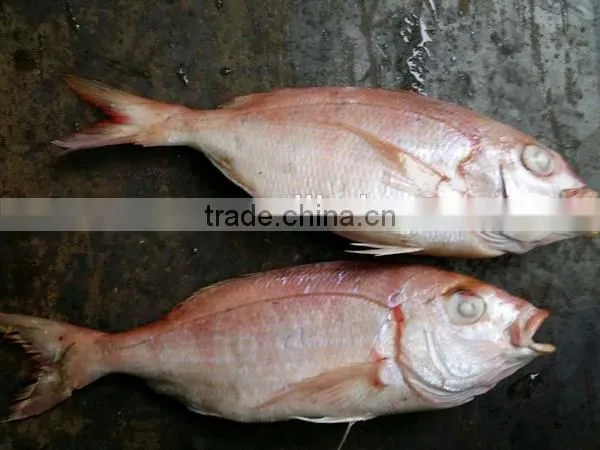 fresh frozen red snapper fish whole round