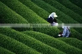 Vietnam GREEN TEA - WHOLESALE