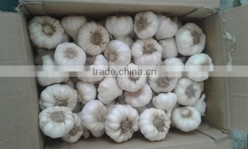 Supply Fresh Garlic